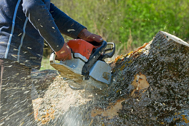 Best Stump Grinding Near Me  in USA